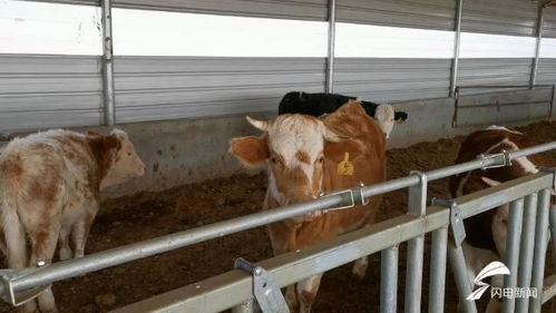 濰坊市坊子區110余名畜牧技術人員下沉服務，保障畜禽安全過冬