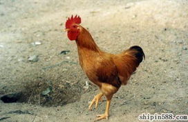 鮮活畜禽產品庫與水產養殖 產業鏈的蓬勃發展