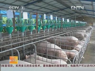 豬要什么就給什么 畜禽養(yǎng)殖標(biāo)準(zhǔn)化示范創(chuàng)建之豬的精準(zhǔn)飼養(yǎng)管理