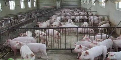 農(nóng)業(yè)農(nóng)村部關(guān)于啟動國家畜禽種業(yè)自主創(chuàng)新重大專項的答復(fù)