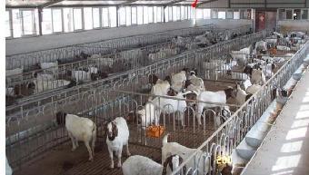 山東泰安 規模化養殖賦能，山羊產業煥發新活力