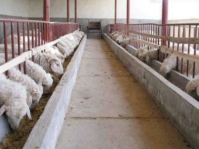 濰坊農村畜禽養殖致富路 選對品種與模式是關鍵